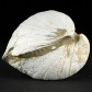 Fossilien aus Ungarn Wandermuschel Congeria ungula caprae