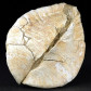Versteinerte Wandermuschel aus dem Miozän