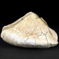 Versteinerte Muschel Congeria aus dem Miozän von Ungarn