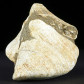 Fossilien versteinerte Muschell Congeria ungula aus dem Miozän