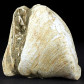 Fossilien Ungarn versteinerte Muschel Congeria aus dem Miozän
