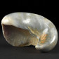 Fossilien aus Deutschland versteinerte Muschel Gryphaea sp.