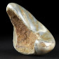 Fossilien versteinerte Muschel Gryphaea sp. aus Deutschland