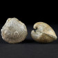 Fossilien aus Österreich versteinerte Muscheln aus St. Pankratz