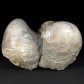 Fossilien versteinerte Muscheln aus dem Eozän