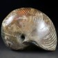 Fossilien Kreidezeit Madagaskar Nautilus Cymatoceras