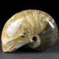 Fossilien schöner versteinerter Nautilus aus der Kreidezeit