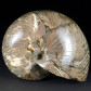 Fossilien Nautilus Cymatoceras sp. aus der Kreidezeit