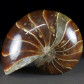 Fossilien versteinerter Nautilus aus der Kreidezeit