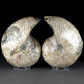 Nautilus Paar aufgeschnitten MAdagaskar