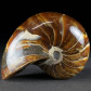 Versteinerter Nautilus Cymatoceras aus der Kreidezeit