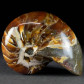 Fossilien aus Madagaskar versteinerter Nautilus Cymatoceras