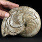 Fossilien seltener versteinerter Nautilus Aturia aus Westsahara