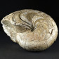 Versteinerter Nautilus Aturia aus dem Eozän