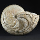 Fossilien versteinerter Nautilus Aturia aus Westsahara Marokko