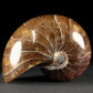 Fossilien versteinerter Nautilus Cymatoceras sp.