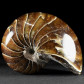 Fossilien versteinerter Nautilus aus der Kreidezeit