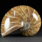 Fossilien sammeln versteinerter Nautilus aus der Kreidezeit