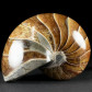 Sehr schöner versteinerter Nautilus Cymatoceras aus Madagaskar