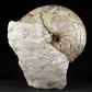 Nautilus Aturia aus dem Eozän, ca. 50 Millionen Jahre alt.