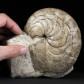 Fossilien großer versteinerter Nautilus Aturia aus der Westsahara