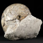 Versteinerter Nautilus Aturia aus dem Eozän