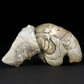 Fossilien versteinerter Nautilus Aturia