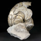 Eindrucksvoller versteinerter Nautilus Aturia sp.
