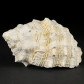 Fossilien versteinerte Schnecke Thais haemastoma aus Ungarn