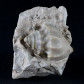 Versteinerte Schnecke aus der Kreidezeit-Pyrgulifera humerosa