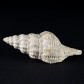 Latirus valenciennesi-versteinerte Schnecken aus dem Miozän