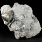 Fossilien aus Weitendorf versteinerte Schnecke Conus mercati
