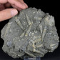 Fossilien aus Österreich versteinerte Schnecken Turritella Weitendorf