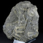 Fossilien aus Weitendorf Turritella badensis