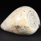 Fossilien versteinerte Schnecke Conus mercati