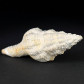  Latirus valenciennesi versteinerte Schnecke aus dem Miozän