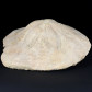 Fossilien versteinerter Seeigel Clypeaster sardiniensis