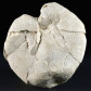 Fossilien versteinerter Seeigel Prospatangus corsicus