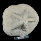 Fossilien aus Österreich Clypeaster sp.