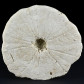 Fossilien versteinerter Seeigel Parascutella vindobonensis