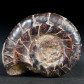 Ammoniten Goniatiten Protoxyclymenia dunkeri