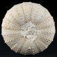 Fossilien-versteinerter Seeigel Heterodiadema libycum aus der Oberkreide