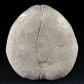 versteinerter Seeigel Macraster polygonus aus der Kreidezeit