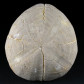 Fossilien-versteinerter Seeigel Macraster polygonus