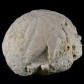 Conoclypus sp. seltener versteinerter Seeigel Rumänien