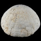 Fossilien aus Dänemark Seeigel Echinocorys sulcata