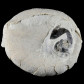 versteinerter Seeigel Echinocorys sulcata