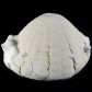 Versteinerter Seeigel aus dem Paläozän Echinocorys sp.