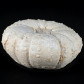 Fossilien Kreidezeit Seeigel Heterodiadema libycum 