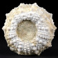 Fossilien versteinerter Seeigel Goniopygus aus der Kreidezeit